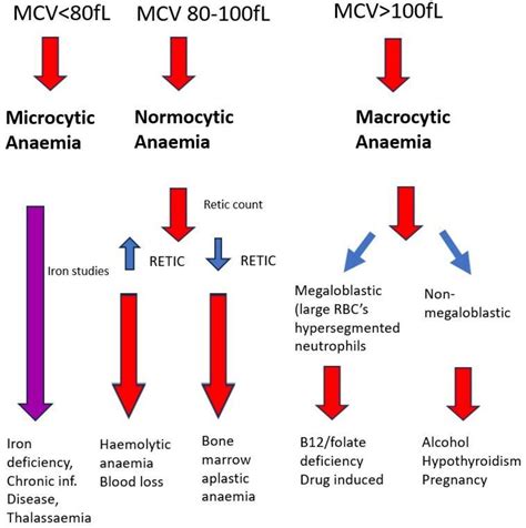 Anemia: Overview And Types Concise Medical Knowledge, 44% OFF