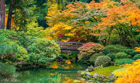 Portland Japanese Garden, Fall Color - Mike Putnam Photography