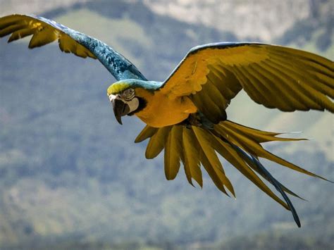 Flying yellow and blue Macaw HD desktop wallpaper : Widescreen : High ...