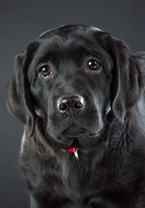 Black Lab - Your Guide To The Black Labrador Retriever - The Labrador Site