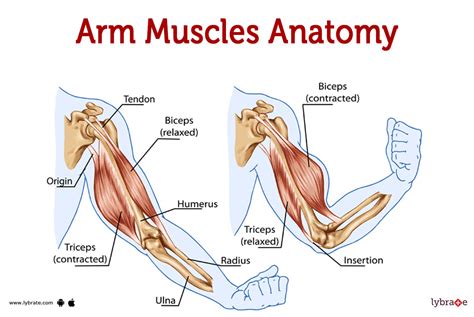 Muscles Of The Arm Laminated Anatomy Chart | atelier-yuwa.ciao.jp