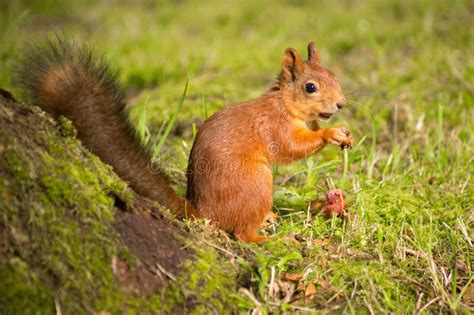 Red Squirrel Eating Hazelnuts Stock Photo - Image of park, eating: 32873558