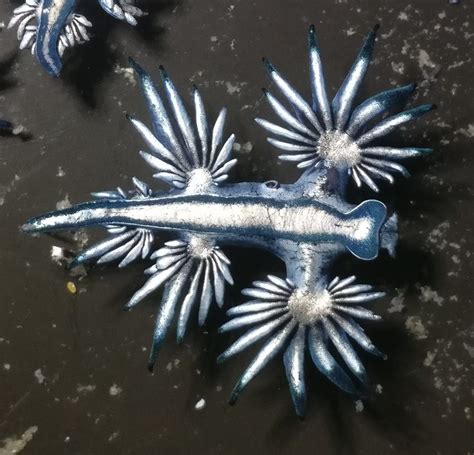 Buy Glaucus Atlanticus Sea Slug Pet