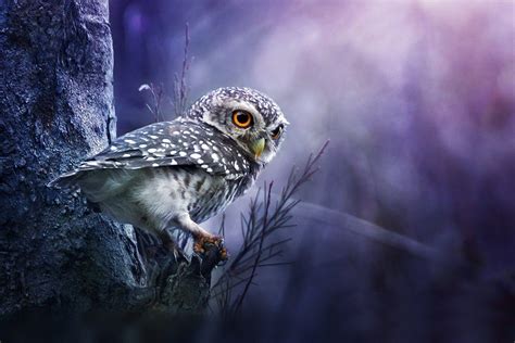 Owl Wallpapers - Top Free Owl Backgrounds - WallpaperAccess