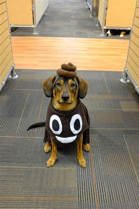 Dog Halloween Dog Costumes 2022 – Get Halloween 2022 Update