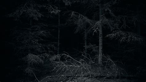 forest, dark, eerie, nature, HD Wallpaper | Rare Gallery