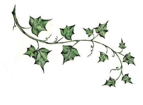 Ivy Leaf Drawing | Free download on ClipArtMag