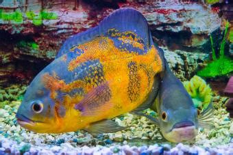 Oscar Fish Diseases and Treatments | LoveToKnow Pets