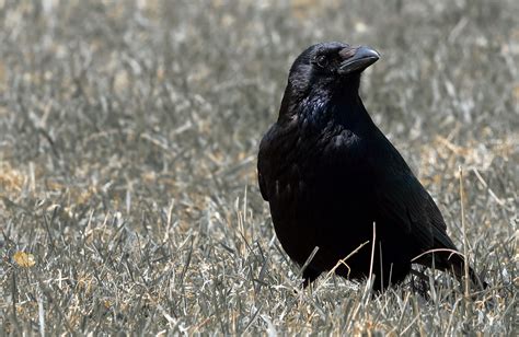 Burung Gagak Hitam - Foto gratis di Pixabay - Pixabay