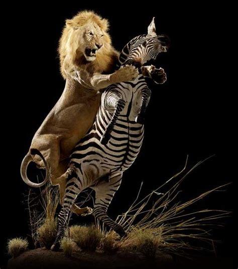 Male Lion Hunting Zebra