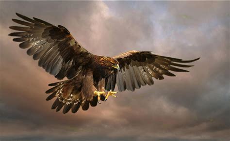 Golden Eagle - TheLefteris24 Photo (39554303) - Fanpop