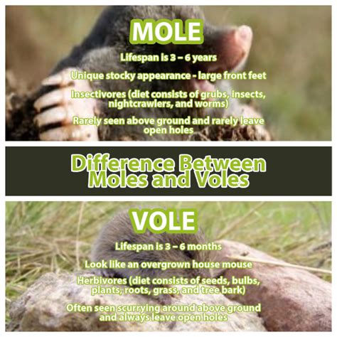 Difference Between Moles And Voles - Blog - Metro Mole Control