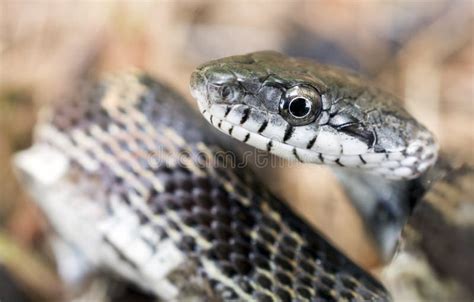 Close Up Portrait of Rat Snake, Georgia USA Stock Photo - Image of arboreal, labial: 182879204