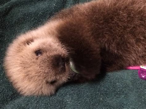 Adorable baby sea otter to call Vancouver Aquarium home (PHOTOS ...