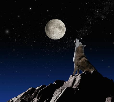 Wolf Howling At Moon Photograph by John Lund - Fine Art America