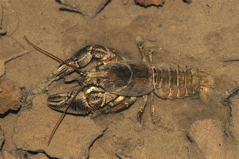 White-clawed Crayfish in shallow stream | Will Watson Ecology