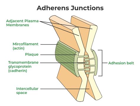 Cell junctions: Types, Structure and Functions - The Science Notes