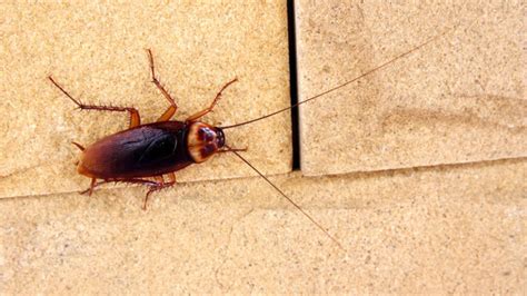 What Does a Cockroach Bite Look Like? (and Should You Worry?)