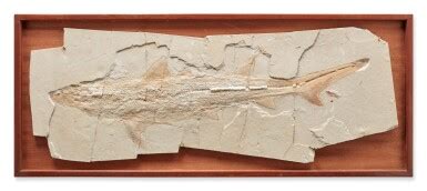 Rare Large Shark Fossil | History of Science & Technology, Including Fossils, Minerals ...