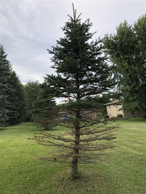 Pine tree dying from the bottom up. Central, MN. ~Zone 4a : r/plantclinic