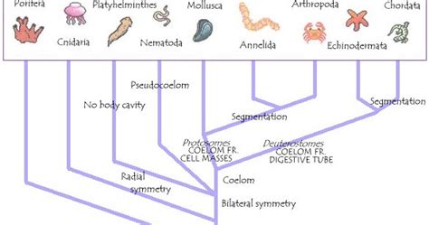 KINGDOM ANIMALIA : TRENDS IN ANIMAL EVOLUTION