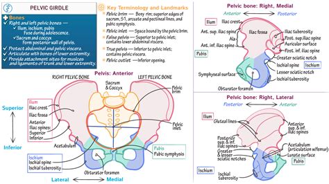 Anatomy And Physiology Pelvic Girdle Fundamentals Draw It | Free Nude Porn Photos