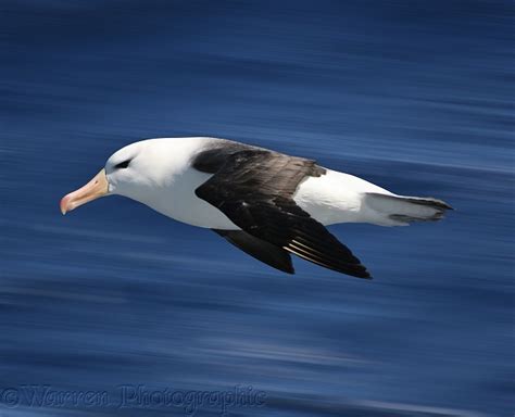 Black-browed Albatross photo WP14314