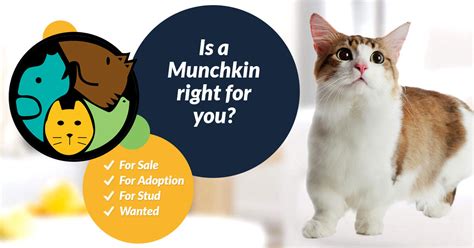 Munchkin Cat Breed | UKPets