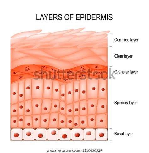 Structure Epidermis Cornified Stratum Corneum Clear: Vector có sẵn (miễn phí bản quyền ...