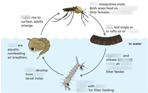 Anopheles, Aedes, Culiseta, Culex mosquito life cycle Diagram | Quizlet