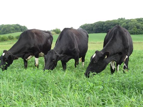 Using Livestock to Make Healthy Soils - Gwenyn Hill Farm