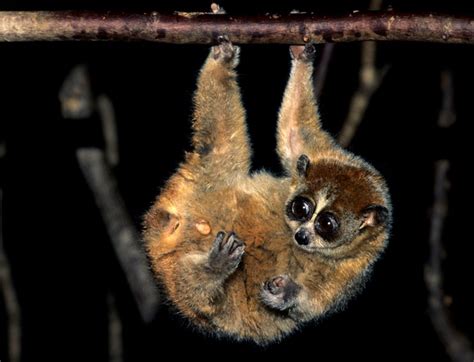 Pygmy Slow Loris Info, Diet, Habitat, Conservation, Pictures