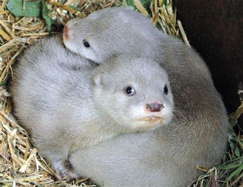 albino otter Archives - Animal Fact Guide