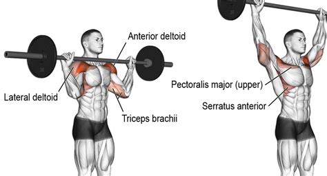 Seated Barbell Shoulder Press Teaching Points | Cabinets Matttroy