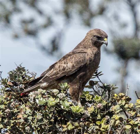 Hawaiian Hawk – birdfinding.info