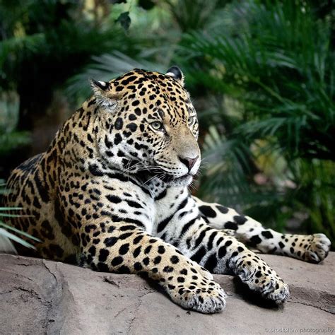 Gary Brookshaw on Instagram: “A handsome male Jaguar named Napo at ...