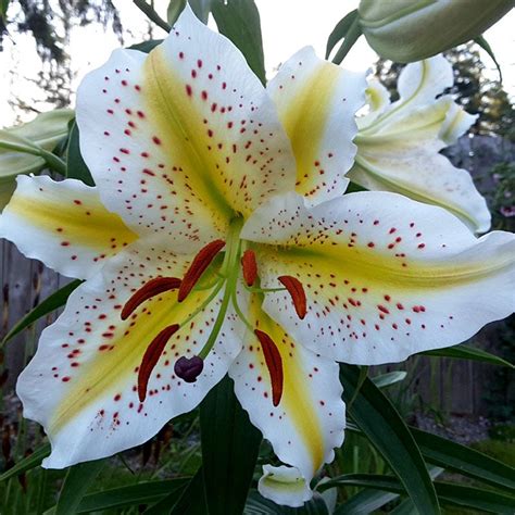 Wild Lily Flower Bulbs from American Meadows