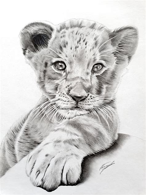 The Lion Cub Charcoal Pencil Drawing - Etsy