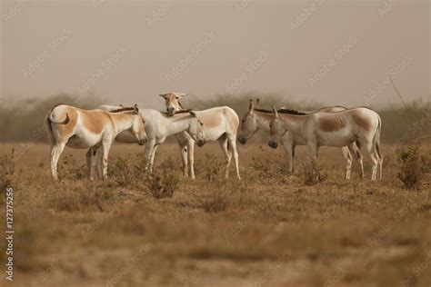 wild asses in the desert little rann of kutch, males fight, mating time, little rann of kutch ...