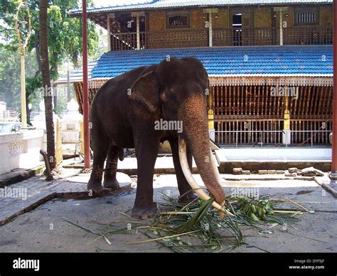 Temple elephant in Colombo, Sri Lanka Stock Photo - Alamy