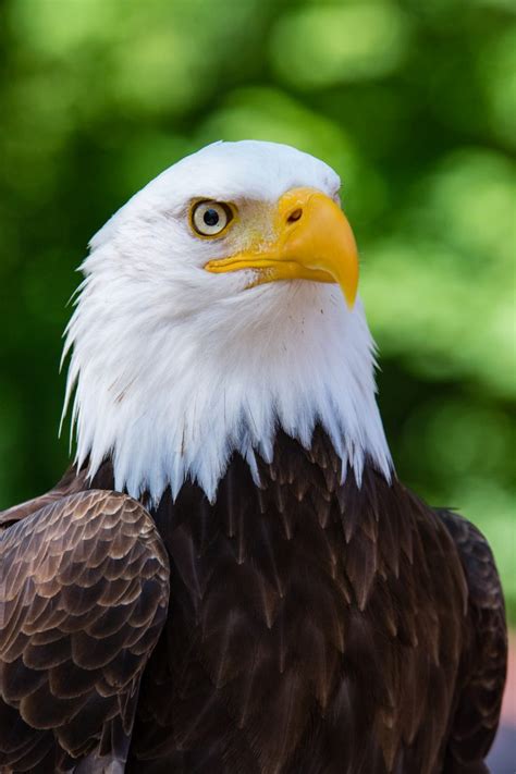 Bald Eagle Close Up Royalty-Free Stock Photo