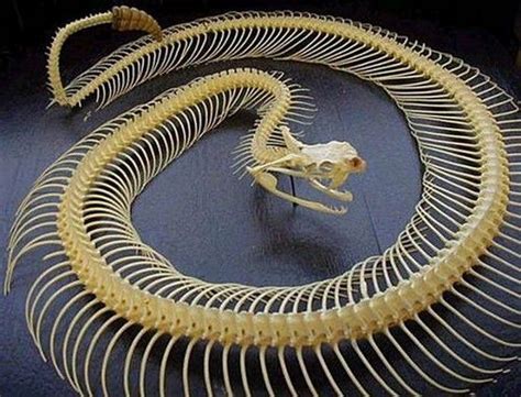 The Snakes' Skeleton - buying one of these for my brother-in-law ;) | Snake skeleton, Animal ...