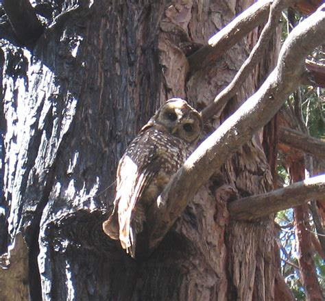 Petition to List California Spotted Owl under the Federal Endangered Species Act Filed