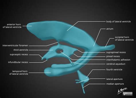 Interventricular Foramen (of Monro): A Vital Connection in Brain Anatomy