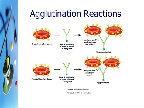 Lecture Notes in Medical Technology: Lecture #2: ANTIGEN-ANTIBODY REACTION IN BLOOD GROUP SEROLOGY