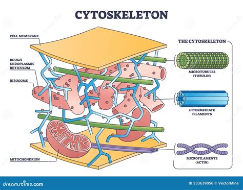 cytoskeleton structure as complex protein filaments network outline diagram Coloso