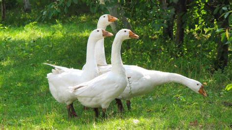 6 Best Backyard Goose Breeds for a Friendly and Rewarding Flock