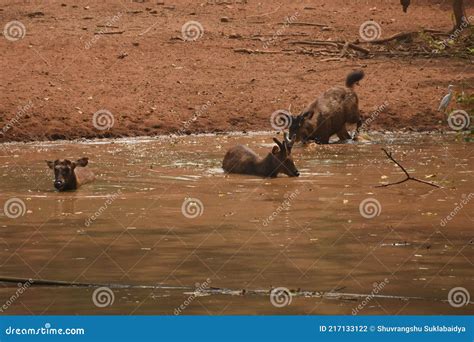 Lion at Assam State Zoo . Guwahati Assam Kaziranga Stock Photo - Image of deer, soil: 217133122