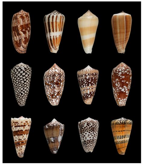 Shells of selected cone snail species from nine subgenera (for subgenus... | Download Scientific ...