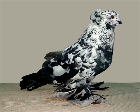 Fancy Pigeon Breeds: Hungarian Giant Pigeon